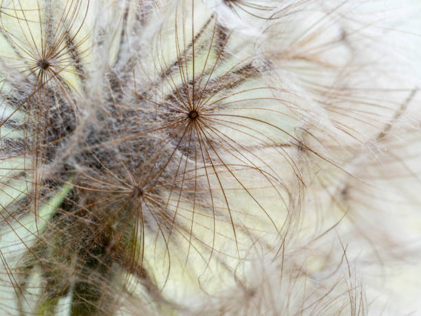 istock Macro of Dandelion seed 1398914420