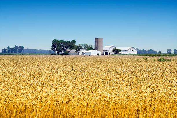 Farm Scene stock photo