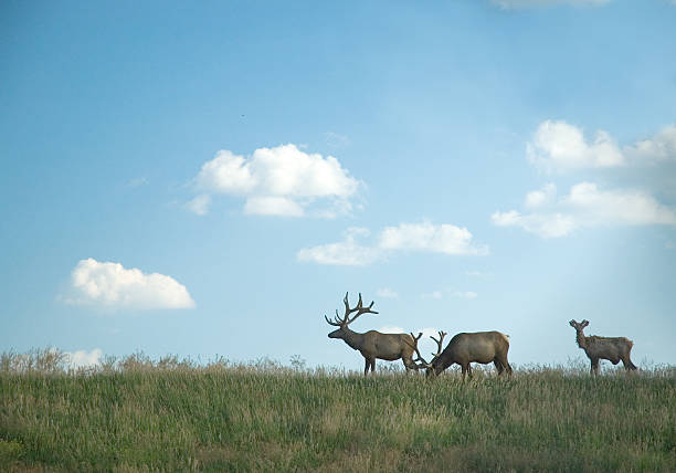 elk - nebraska midwest usa farm prairie foto e immagini stock