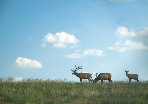 Small elk herd grazing