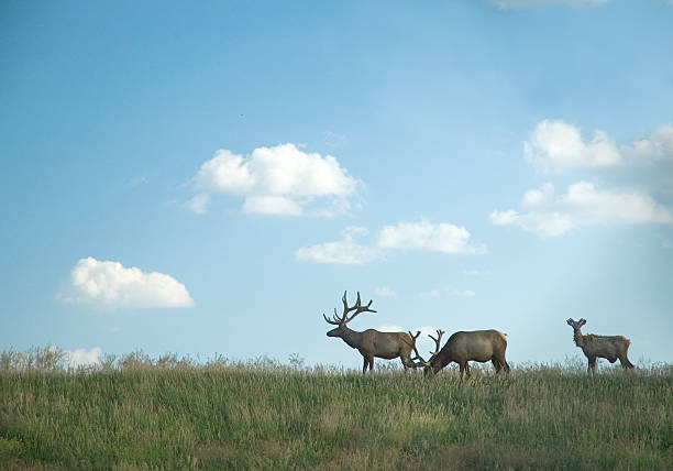 elk - nebraska midwest usa farm prairie imagens e fotografias de stock