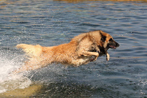 Cane saltare - foto stock