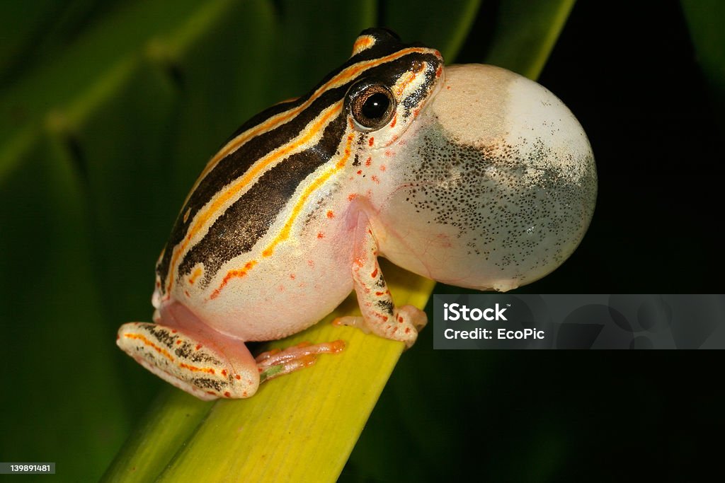 Painted reed frog - Zbiór zdjęć royalty-free (Barwiona Trzcinowa Żaba)