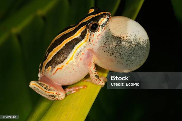 Painted Reed Frog - zdjęcia stockowe i więcej obrazów Barwiona Trzcinowa Żaba - Barwiona Trzcinowa Żaba, Afryka, Afrykańska Trzcinowa Żaba