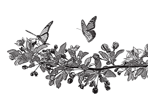 Mezzotint illustration of Apple blossoms and Monarch Butterflies