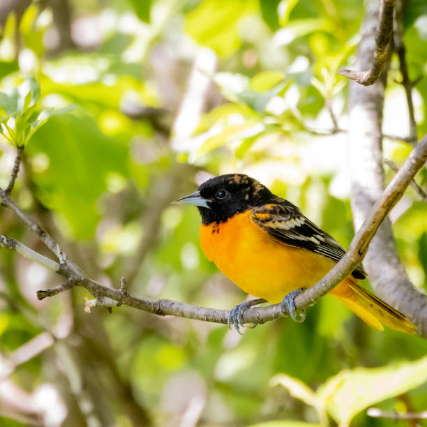 istock a male baltimore oriole, icterus galbula 1398915420