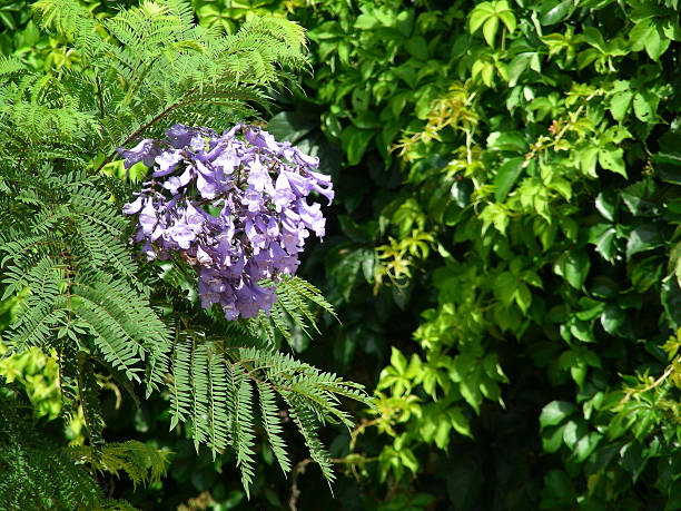 green and violet stock photo