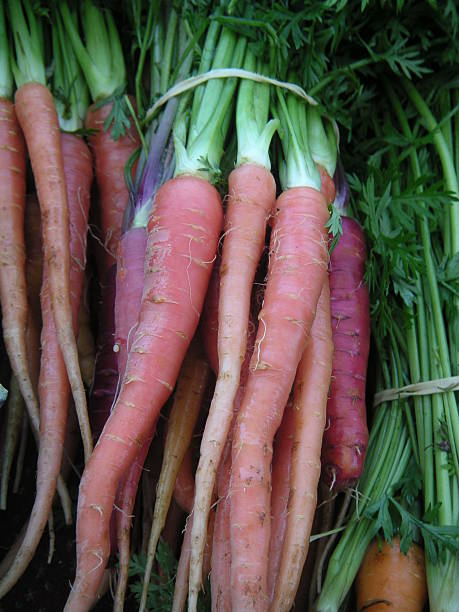 Carrots 3 stock photo