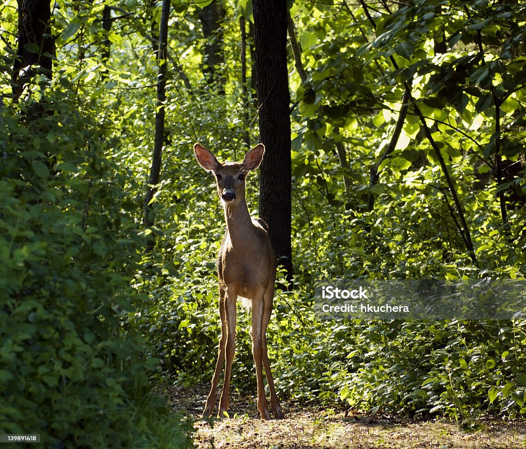 Retroiluminado ciervo de cola blanca (Odocoileus virginianus) On Trail - Foto de stock de Aire libre libre de derechos