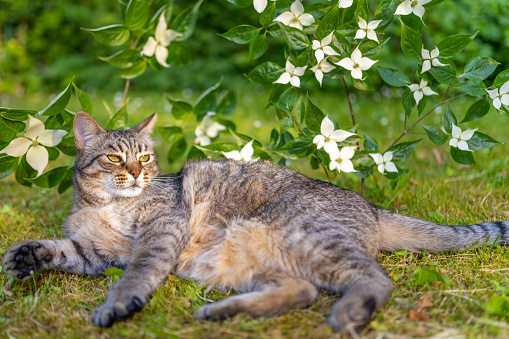 Gray tabby cat lying down on grass on a sunny spring day.