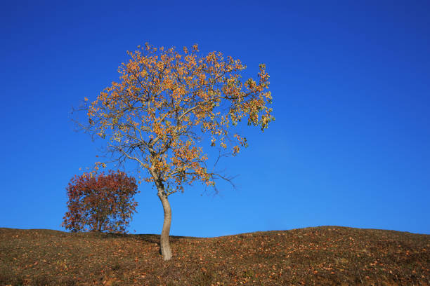 istock Scenery of Garden Lake 1398916321