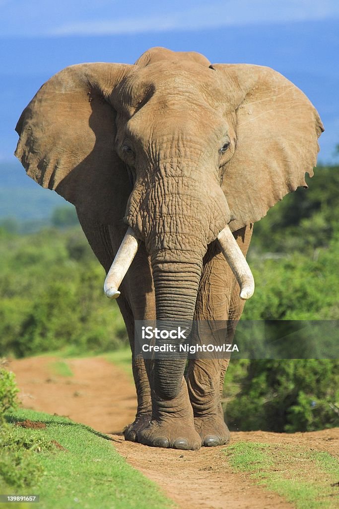 코끼리 세로는 - 로열티 프리 경관 스톡 사진
