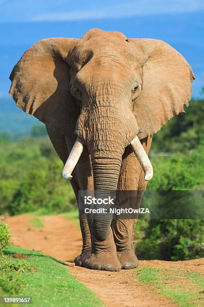 코끼리 세로는 경관에 대한 스톡 사진 및 기타 이미지 - 경관, 고요한 장면, 대형