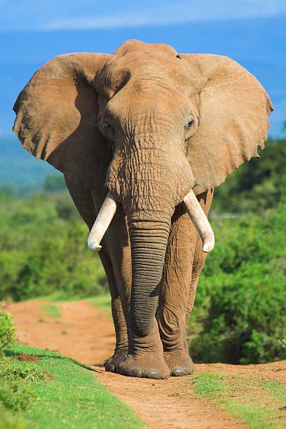 istock A close-up of a beautiful elephant 139891657