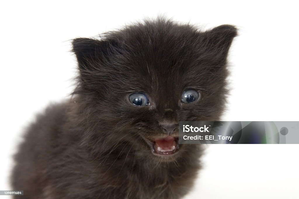 Schwarze Kätzchen auf weißem Hintergrund - Lizenzfrei Katzenjunges Stock-Foto