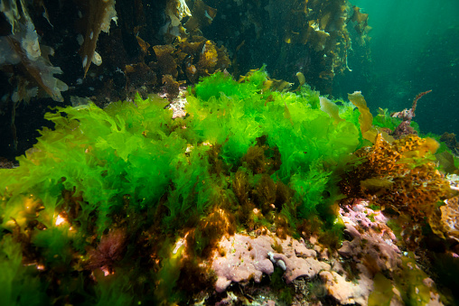 Sea lettuce, Ulva lactuca, is a green algae.