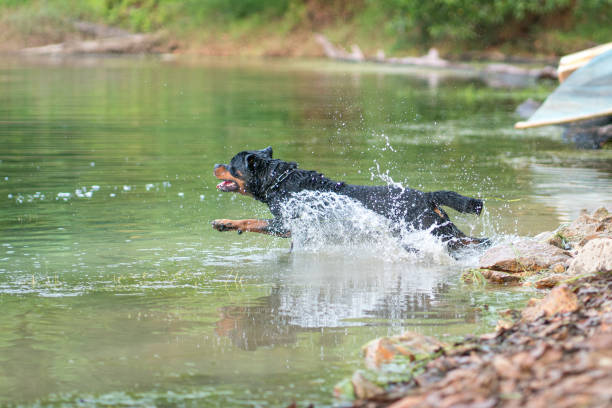 istock Rottweiler dog jumps into water, summer concept. 1398916934