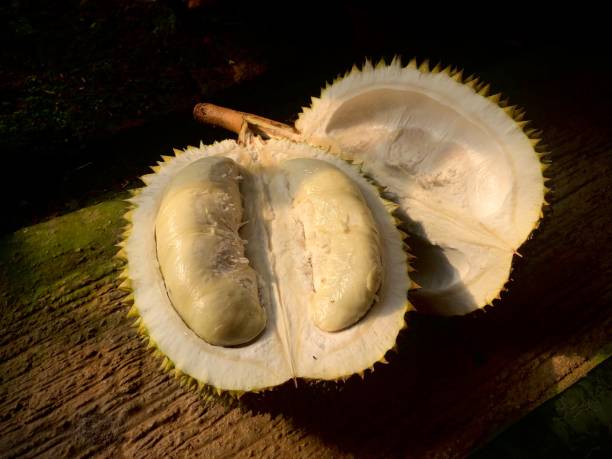 fresh durian fruit most popular in asia stock photo