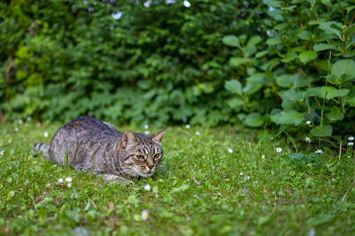 Gray tabby cat lying down on grass on a sunny spring day.