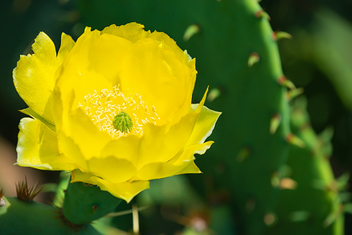 Beautiful yellow blossom of Prickly Pear Cactus flower (Opuntia humifusa) in Texas spring. Cactus pad with spines in the background.