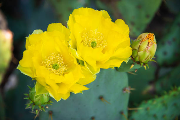 istock Yellow blossoms of Prickly Pear Cactus flower 1398917249