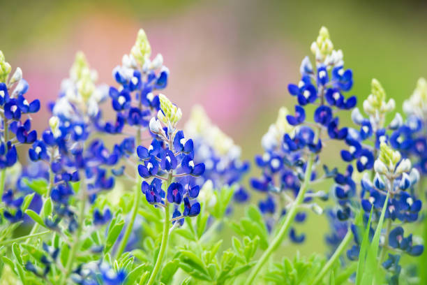 Texas Bluebonnet flowers blooming in springtime stock photo