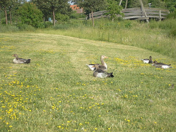 ducks relaxing in grass stock photo