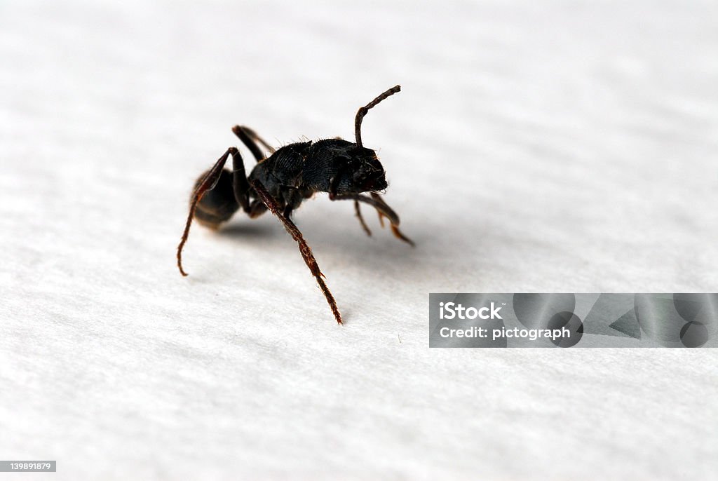The Ant Ant - macro close-up shot. Shallow depth of field. Animal Antenna Stock Photo