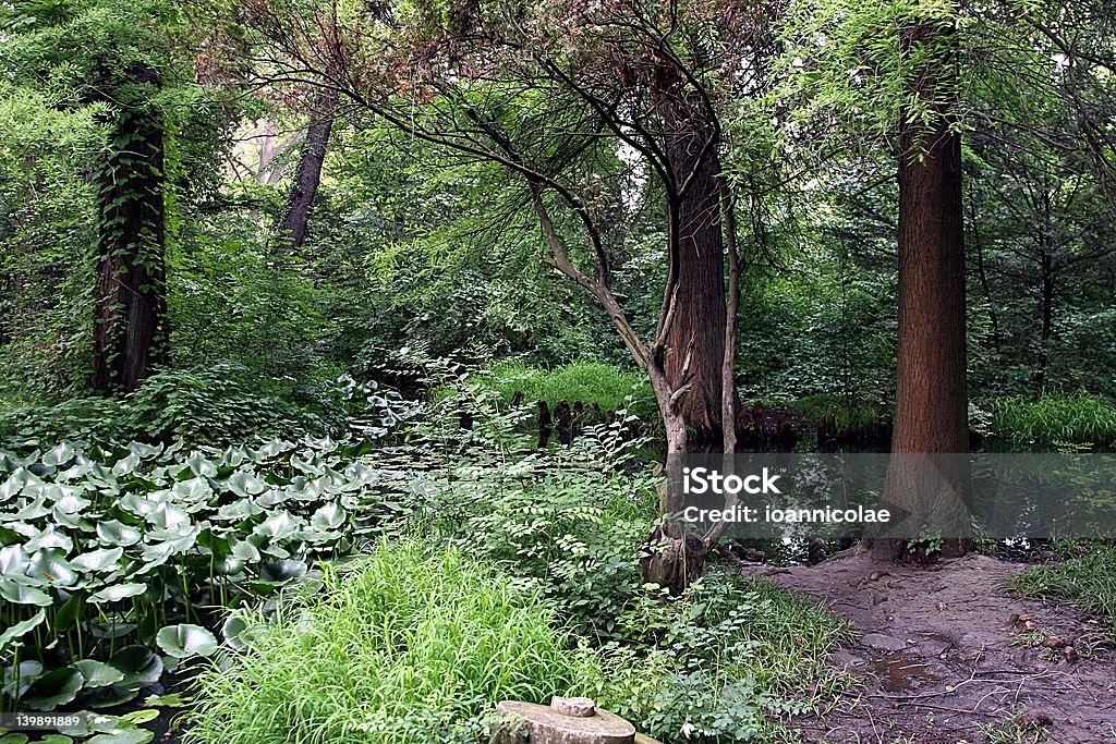 Wild forest Wild forest and a lake Alley Stock Photo