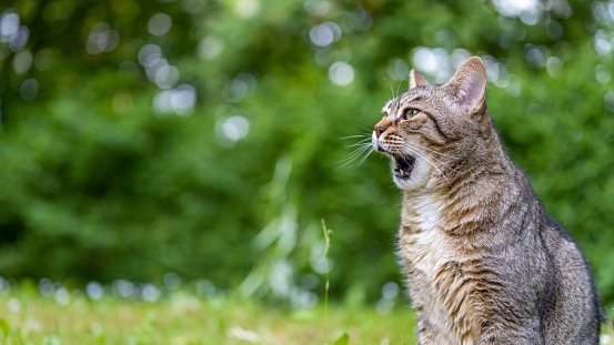 Gray tabby cat sitting on grass in a back yard on a spring day and yawning.