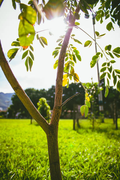 istock small tree in the park on sunny day 1398920714