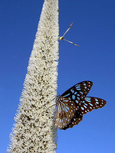 Farfalla - foto stock