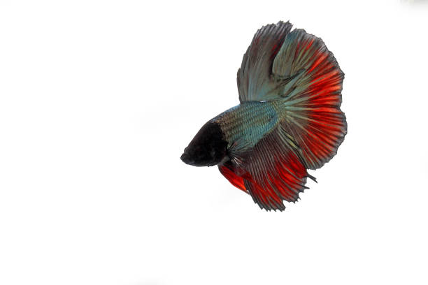 poisson betta demi-lune rouge gris sur fond blanc - fish siamese fighting fish isolated multi colored photos et images de collection