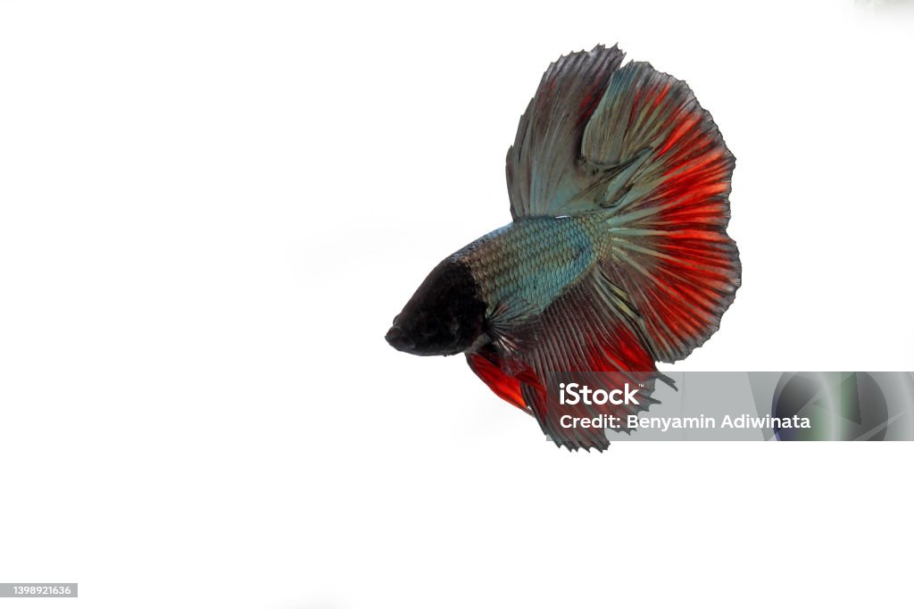 Grey red halfmoon betta fish on white background halfmoon betta Anger Stock Photo