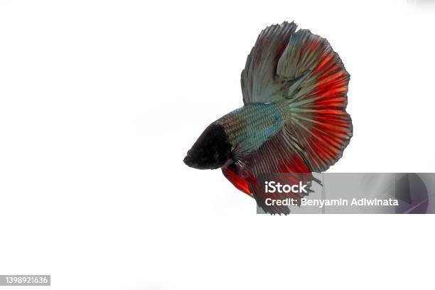 Grey Red Halfmoon Betta Fish On White Background Stock Photo - Download Image Now - Anger, Angle, Animal