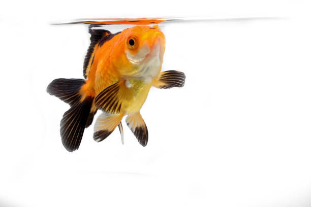 istock Golden black fancy goldfish on white 1398922273