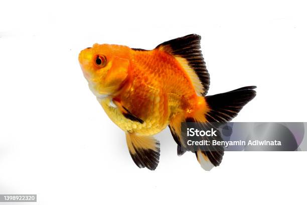 Golden Black Fancy Goldfish On White Stock Photo - Download Image Now - Animal, Animal Body Part, Animal Eye