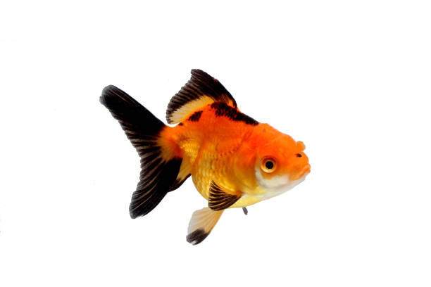 golden fancy goldfish