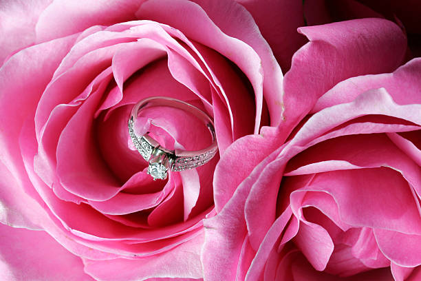 Pink roses con diamante - foto de stock