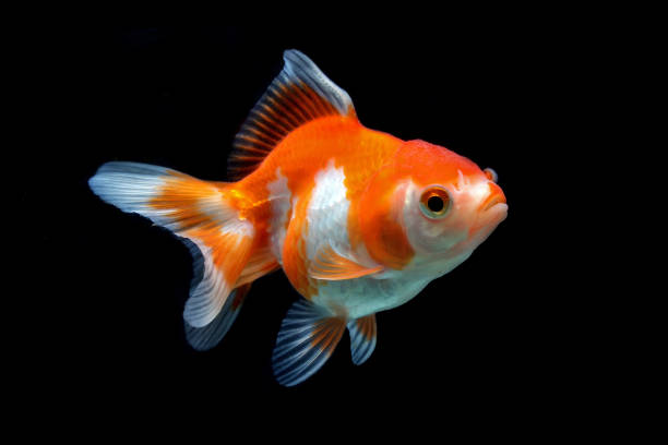 Beautiful Fancy goldfish