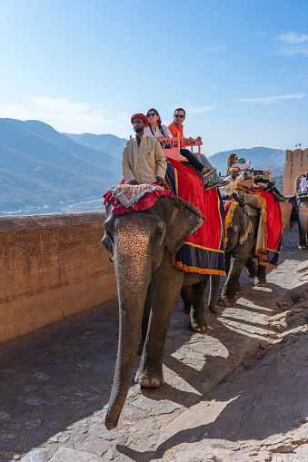 Jaipur, India - Nov 26, 2018 : Decorated elephants ride tourists on the road on Amber Fort in the old city of Jaipur, Rajasthan, India