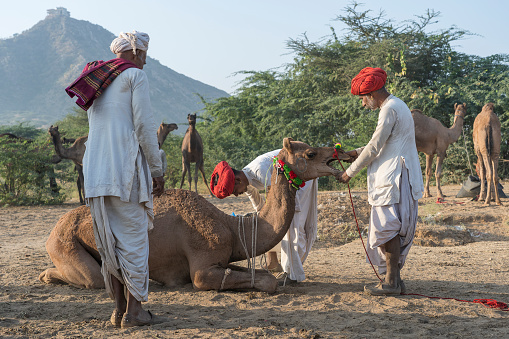 Pushkar, India - Nov 14, 2018 : Indian men and camel in the desert Thar during Pushkar Camel Mela near holy city Pushkar, Rajasthan, India. This fair is the largest camel trading fair in the world