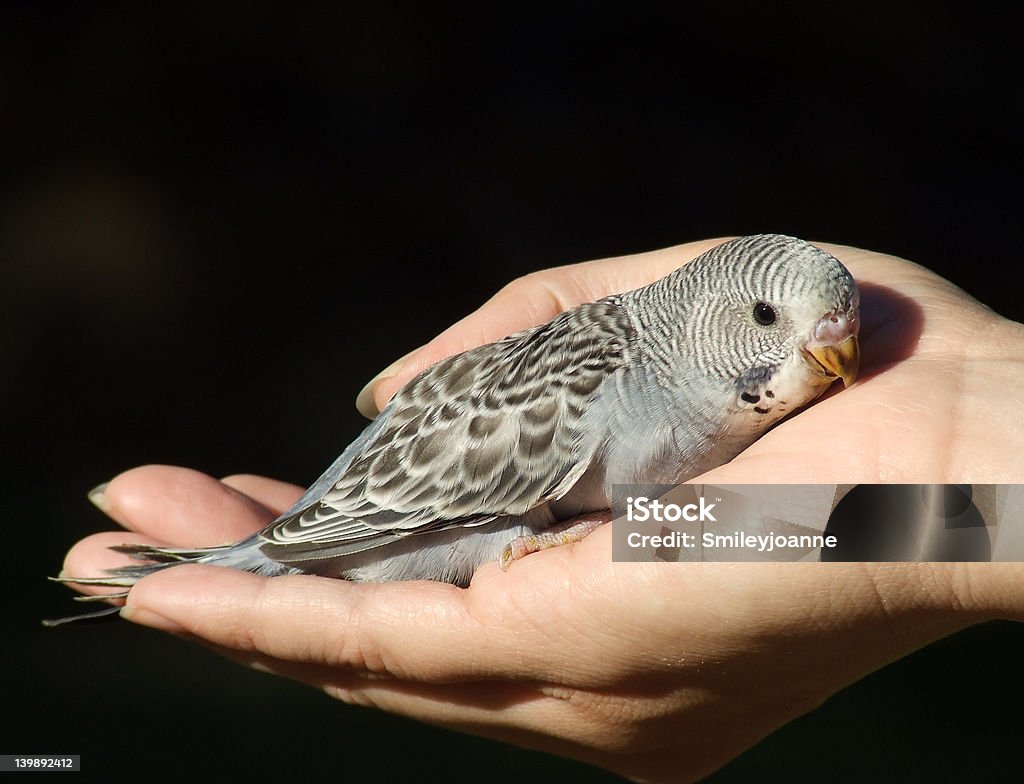 야생조류-Budgeriegar 아기 - 로열티 프리 검은색 스톡 사진