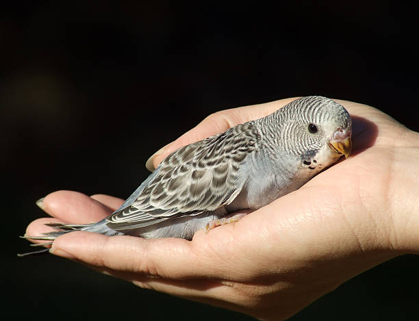 istock Bird - Budgeriegar baby 139892412