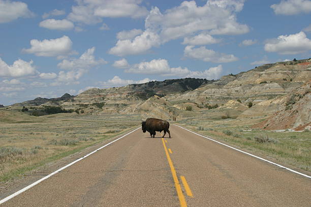 cruce de bisonte - theodore roosevelt fotografías e imágenes de stock