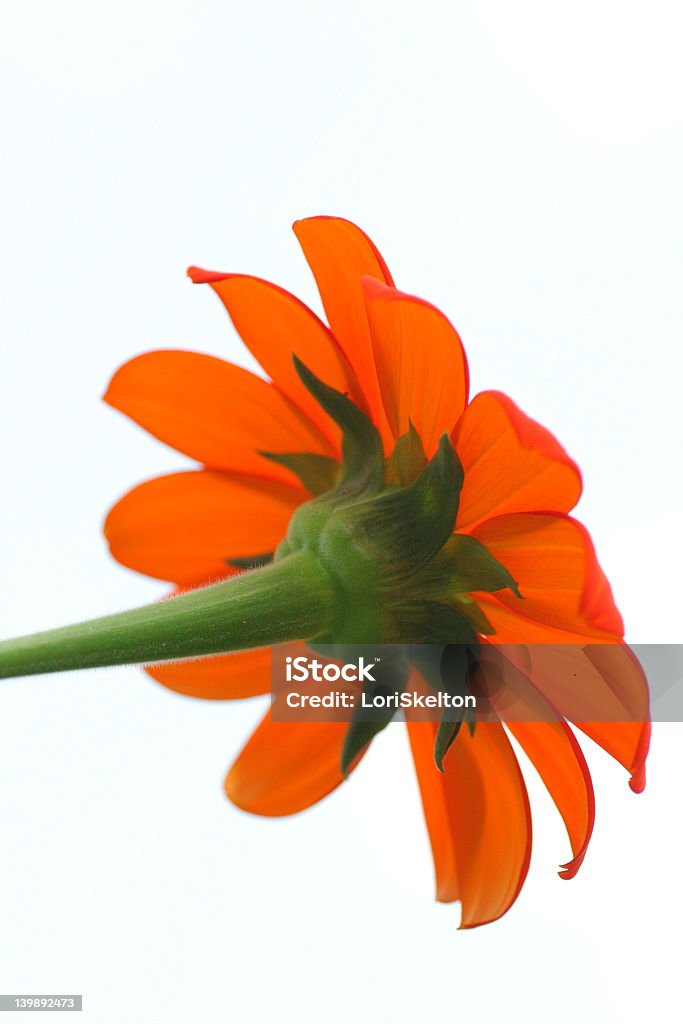 Cosmos naranja de vástago - Foto de stock de Agricultura libre de derechos