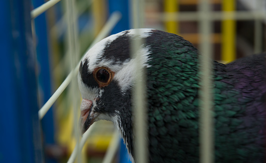Dieng, Central Java (11/30/2019). A Racing Pigeon inside the cage is waiting for it's turn to race. The Pigeon Race is one of popular traditional sport hobbies in Indonesia.\n\nIt takes time months or even years to training male Pigeons until they are all ready and had good speed for the race. During the race, male Pigeons taking part as the racer, while the female Pigeons are hold on their trainer’s hand to guide the males reaching finish line.\n\nIn Fact, as a traditional sport hobby. The Pigeons race isn’t  a cheap hobby. Pigeons that won a national racing competition can reach price up to 2 Billion Rupiah (USD 136,000) in the market, only for the males. In 2020, Belgian racing pigeon flies past record to sell for nearly US$1.9 million at auction
