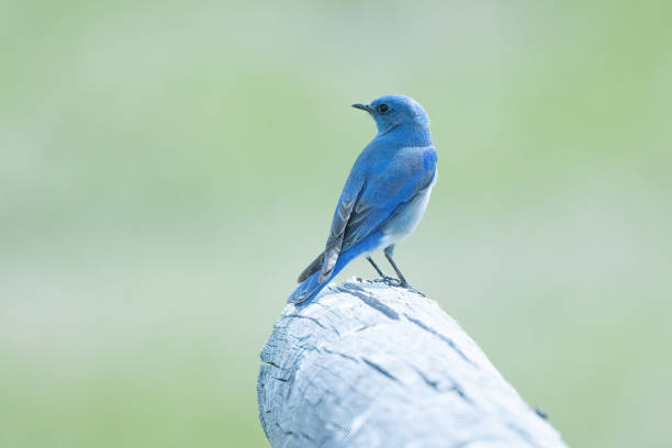 istock Mountain Bluebird male perched on log fence 1398925245