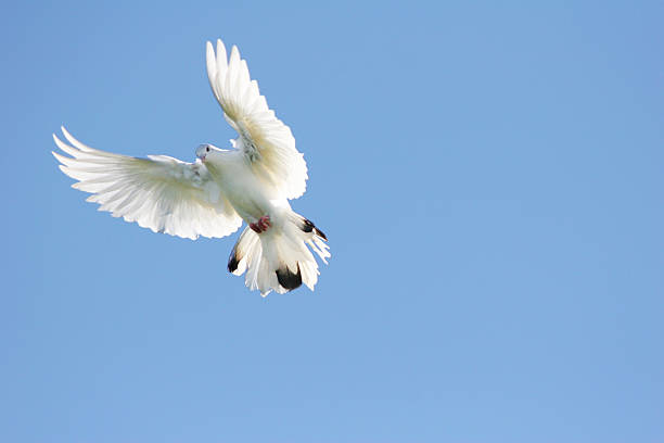 istock Bird in flight, wings outstretched 139892550