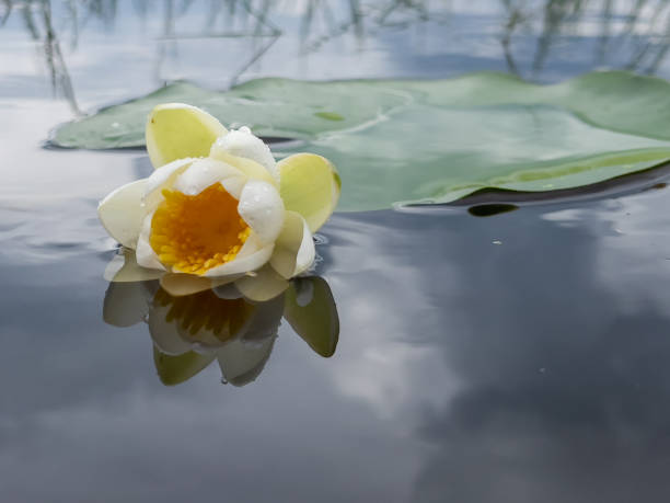 lírios de água de cor branca conceito criativo e áreas de convivência no lago - lotus root water lotus plant - fotografias e filmes do acervo